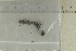  (Mycenella salicina - O-F-260231b)  @11 [ ] CreativeCommons - Attribution Share-Alike (2022) Unspecified University of Oslo, Natural History Museum
