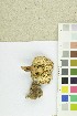  (Tricholoma inocybeoides - O-F-303834)  @11 [ ] CreativeCommons - Attribution Non-Commercial Share-Alike (2018) Unspecified University of Oslo, Natural History Museum
