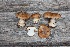  (Cortinarius inexspectatus - O-F-304835)  @11 [ ] CreativeCommons - Attribution Non-Commercial Share-Alike (2017) Unspecified University of Oslo, Natural History Museum
