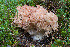  (Ramaria parabotrytis - O-F-76362)  @11 [ ] by-nc-sa (2020) Unspecified University of Oslo, Natural History Museum