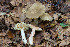  (Lactarius ruginosus - O-F-76378)  @11 [ ] by-nc-sa (2020) Unspecified University of Oslo, Natural History Museum