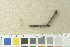  (Delicatula integrella - O-F-76396)  @11 [ ] by-nc-sa (2020) Unspecified University of Oslo, Natural History Museum