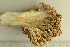  (Ramaria boreimaxima - O-F-76611)  @11 [ ] by-nc-sa (2021) Unspecified University of Oslo, Natural History Museum
