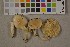  (Hygrophorus lindtneri - O-F-75443)  @11 [ ] Unspecified (default): All Rights Reserved  Unspecified Unspecified