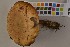  (Paxillus involutus - O-F-75475)  @11 [ ] Unspecified (default): All Rights Reserved  Unspecified Unspecified