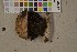  (Agaricus depauperatus - O-F-75571)  @11 [ ] CreativeCommons - Attribution Non-Commercial (2014) Siri Rui Natural History Museum, University of Oslo, Norway