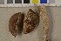  (Cortinarius sp. BD18 - O-F-75752)  @11 [ ] CreativeCommons - Attribution Non-Commercial (2014) Siri Rui Natural History Museum, University of Oslo, Norway