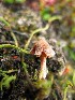  (Cortinarius rusticellus - O-F-256598)  @11 [ ] CreativeCommons - Attribution Non-Commercial Share-Alike (2019) Unspecified University of Oslo, Natural History Museum