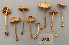  (Conocybe tenera_BD3 - O-F-258845)  @11 [ ] by-nc-sa (2021) Unspecified University of Oslo, Natural History Museum