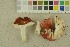  (Russula velenovskyi - O-F-256395)  @11 [ ] CreativeCommons - Attribution Non-Commercial Share-Alike (2018) Unspecified University of Oslo, Natural History Museum