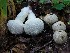  (Lycoperdon perlatum - O-DFL-458)  @11 [ ] CreativeCommons - Attribution Non-Commercial (2015) Unspecified University of Oslo, Natural History Museum