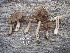  (Inocybe rufula - NHMO-DFL-826)  @11 [ ] CreativeCommons - Attribution Non-Commercial Share-Alike (2015) Unspecified The Norwegian Institute for Nature Research