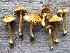  (Inocybe dvaliniana - O-F-258358)  @11 [ ] by-nc-sa (2021) Unspecified University of Oslo, Natural History Museum