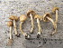  (Inocybe hirtella - O-F-258370)  @11 [ ] by-nc-sa (2021) Unspecified University of Oslo, Natural History Museum