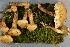  (Pholiota lundbergii - O-F-258867)  @11 [ ] by-nc-sa (2021) Unspecified University of Oslo, Natural History Museum