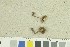  (Inocybe curvipes_2TEB - O-F-259255)  @11 [ ] by-nc-sa (2022) Unspecified University of Oslo, Natural History Museum