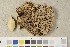  (Polyporus elongoporus - O-F-450234)  @11 [ ] CreativeCommons - Attribution Non-Commercial Share-Alike (2018) Unspecified University of Oslo, Natural History Museum