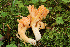  (Ramaria tridentina - O-F-76224)  @11 [ ] CreativeCommons - Attribution Non-Commercial Share-Alike (2018) Unspecified University of Oslo, Natural History Museum