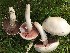  (Agaricus chionodermus - O-F-22570)  @11 [ ] CreativeCommons - Attribution Non-Commercial Share-Alike (2017) Unspecified University of Oslo, Natural History Museum