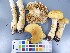  (Cortinarius triumphans - O-F-22592)  @11 [ ] CreativeCommons - Attribution Non-Commercial Share-Alike (2017) Unspecified University of Oslo, Natural History Museum