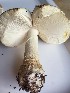  (Amanita regalis - O-F-22597)  @11 [ ] CreativeCommons - Attribution Non-Commercial Share-Alike (2017) Unspecified University of Oslo, Natural History Museum