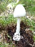  (Amanita virosa - O-F-22599)  @11 [ ] CreativeCommons - Attribution Non-Commercial Share-Alike (2017) Unspecified University of Oslo, Natural History Museum