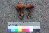  (Cortinarius pardinipes - TROM_F_26561)  @11 [ ] CreativeCommons - Attribution Non-Commercial Share-Alike (2018) Unspecified Tromsø University Museum