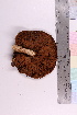  (Pholiota aurivella - 20325-1)  @11 [ ] CreativeCommons - Attribution Non-Commercial Share-Alike (2018) Unspecified Tromsø University Museum