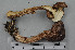  (Tricholoma albobrunneum - VM-Bas042)  @11 [ ] Creative Commons  Attribution Non-Commercial Share-Alike (2016) NTNU University Museum, Department of Natural History NTNU University Museum, Department of Natural History