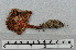  (Cortinarius anthracinus - VM-Bas059)  @11 [ ] Creative Commons  Attribution Non-Commercial Share-Alike (2016) NTNU University Museum, Department of Natural History NTNU University Museum, Department of Natural History