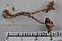  (Cortinarius raphanoides - VM-Bas079)  @11 [ ] Creative Commons  Attribution Non-Commercial Share-Alike (2016) NTNU University Museum, Department of Natural History NTNU University Museum, Department of Natural History
