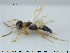  (Anteon claricolle - HYMNI1041)  @15 [ ] CreativeCommons - Attribution Non-Commercial Share-Alike (2015) NTNU University Museum, Department of Natural History NTNU University Museum, Department of Natural History