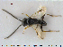  ( - HYMNI1051)  @13 [ ] CreativeCommons - Attribution Non-Commercial Share-Alike (2015) NTNU University Museum, Department of Natural History NTNU University Museum, Department of Natural History