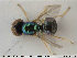  (Microchrysa flavicornis - NOBRA 200)  @14 [ ] CreativeCommons - Attribution Non-Commercial Share-Alike (2015) NTNU University Museum, Department of Natural History NTNU University Museum, Department of Natural History