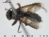 (Catharosia pygmaea - NOBRA 340)  @13 [ ] CreativeCommons - Attribution Non-Commercial Share-Alike (2015) NTNU University Museum, Department of Natural History NTNU University Museum, Department of Natural History
