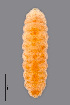  (Kiefferia pericarpiicola - NHMO-ENT-548137)  @11 [ ] by-sa (2021) Hallvard Elven University of Oslo, Natural History Museum