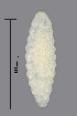  (Lasioptera carophila - NHMO-ENT-548118)  @11 [ ] by-sa (2021) Hallvard Elven University of Oslo, Natural History Museum