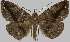  (Gorgone miniophila - BC-JB0478)  @11 [ ] Copyright (2023) Jérôme Barbut Museum national d'Histoire naturelle