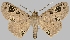  (Triommatodes plumosa - BC-JB0496)  @11 [ ] Copyright (2023) Jérôme Barbut Museum national d'Histoire naturelle