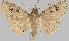  (Triommatodes aequalipunctata - BC-JB0497)  @11 [ ] Copyright (2023) Jérôme Barbut Museum national d'Histoire naturelle