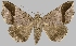  (Neophisma diatonica - BC-JB0521)  @11 [ ] Copyright (2023) Jérôme Barbut Museum national d'Histoire naturelle