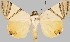  (Eulepidotis umbrilinea - BC-JB0547)  @11 [ ] Copyright (2023) Jérôme Barbut Museum national d'Histoire naturelle