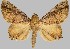  (Eulepidotis mustela - BC-JB0551)  @11 [ ] Copyright (2023) Jérôme Barbut Museum national d'Histoire naturelle