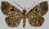 (Ocalaria dioptica - BC-JB0560)  @11 [ ] Copyright (2023) Jérôme Barbut Museum national d'Histoire naturelle