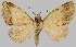  (Osthopis exocausta - BC-JB0618)  @11 [ ] Copyright (2023) Jérôme Barbut Museum national d'Histoire naturelle