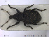  (Tropiphorus obtusus - NOCOL1400)  @11 [ ] CreativeCommons - Attribution Share-Alike (2019) NTNU University Museum, Department of Natural History NTNU University Museum, Department of Natural History