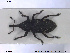  (Pissodes gyllenhalii - NOCOL1441)  @11 [ ] CreativeCommons - Attribution Share-Alike (2019) NTNU University Museum, Department of Natural History NTNU University Museum, Department of Natural History