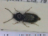  (Fleutiauxellus algidus - NOCOL1714)  @11 [ ] CreativeCommons - Attribution Share-Alike (2019) NTNU University Museum, Department of Natural History NTNU University Museum, Department of Natural History