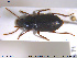  (Ophonus puncticollis - NOCOL1967)  @11 [ ] CreativeCommons - Attribution Share-Alike (2019) NTNU University Museum, Department of Natural History NTNU University Museum, Department of Natural History