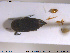  ( - NOCOL2023)  @11 [ ] CreativeCommons - Attribution Share-Alike (2019) NTNU University Museum, Department of Natural History NTNU University Museum, Department of Natural History